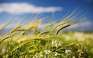 Wheats and white Daisies closeup photo at daytime