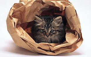 brown tabby kitten on brown bag