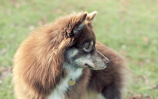 selective focus photography of adult short-coated red and white dog on green grass field