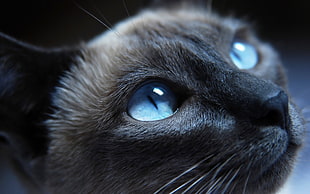 closeup photography of black cat
