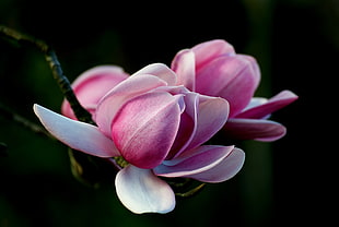 closeup photography of pink orchid in full bloom, magnolia