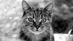 tabby cat grayscale photo