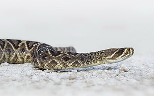 selective focus photo of brown and gray snake