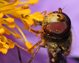 macro photography of flies sucking nectar