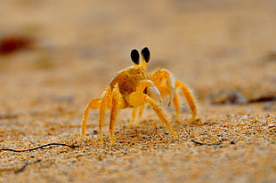 baby crab on sand, bocas