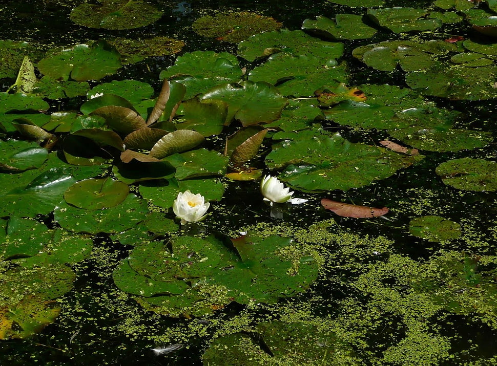 white water lily flower HD wallpaper