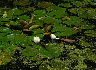 white water lily flower HD wallpaper