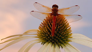 Roseate dragonfly on white petaled flower during daytime