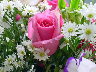 closeup photo of pink and white petaled flowers