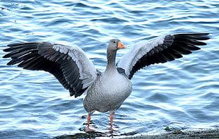 gray goose wings open near shore