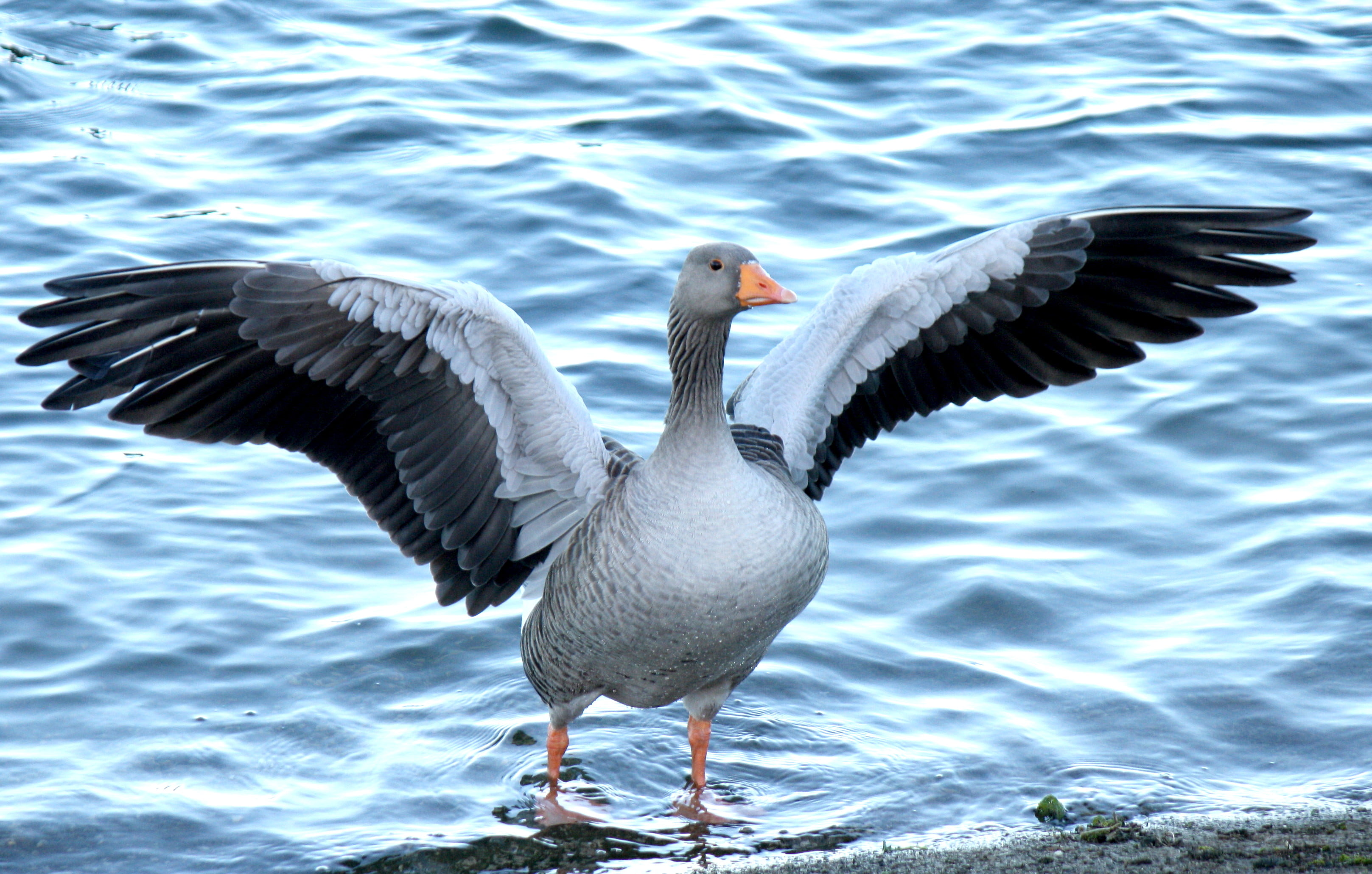 Gray goose wings open near shore HD wallpaper | Wallpaper ...