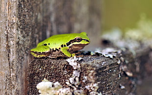 shallow focus photography of a green frog on brown wood scrap