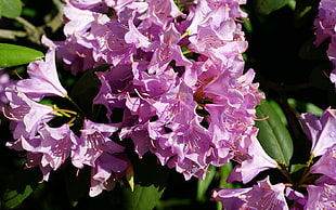 pink Azalea flowers in bloom close-up photo