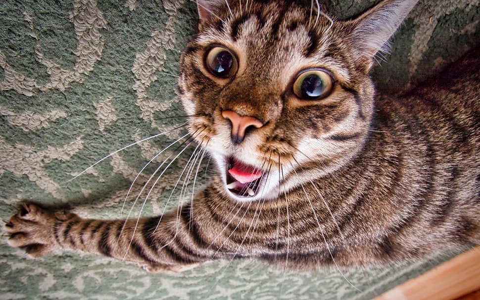grey and black tabby cat HD wallpaper