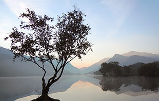 tree near large body of water and mountain