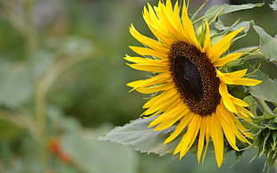 view of sunflower during day time HD wallpaper
