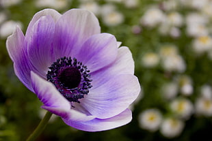 purple Anemone flower in closeup photo