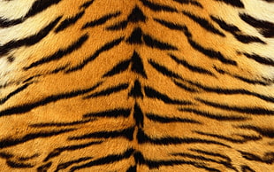 black and brown Tiger pattern textile
