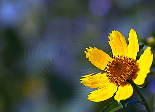 yellow Cosmos flower in bloom HD wallpaper