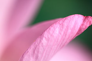 pink flower petal, lotus