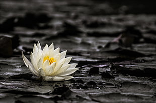 white petaled flower floating on water, water lily