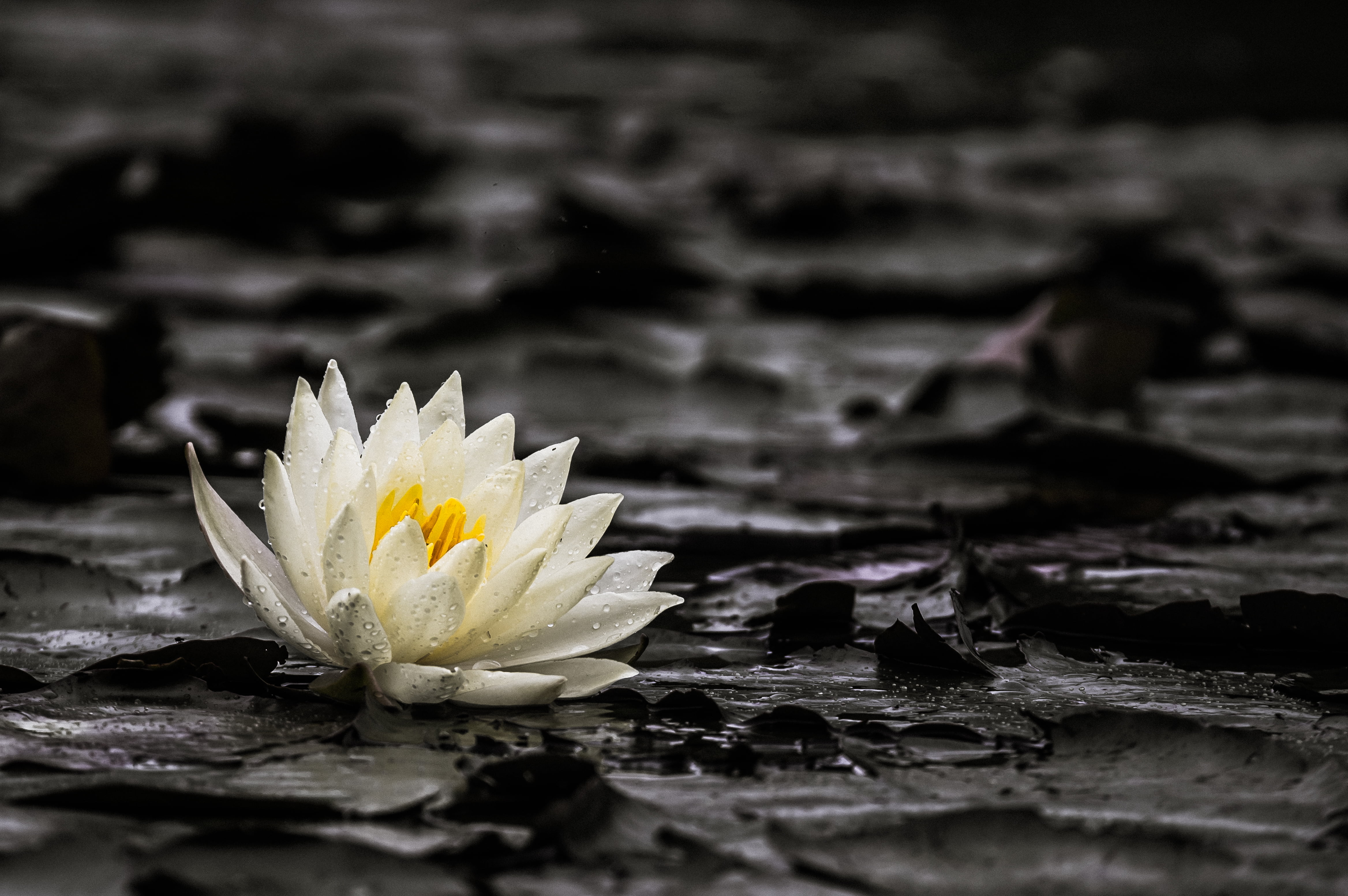 white petaled flower floating on water, water lily