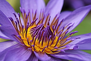 purple and yellow spider chrysanthemum macro photography HD wallpaper