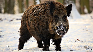 brown roar pig on white snow