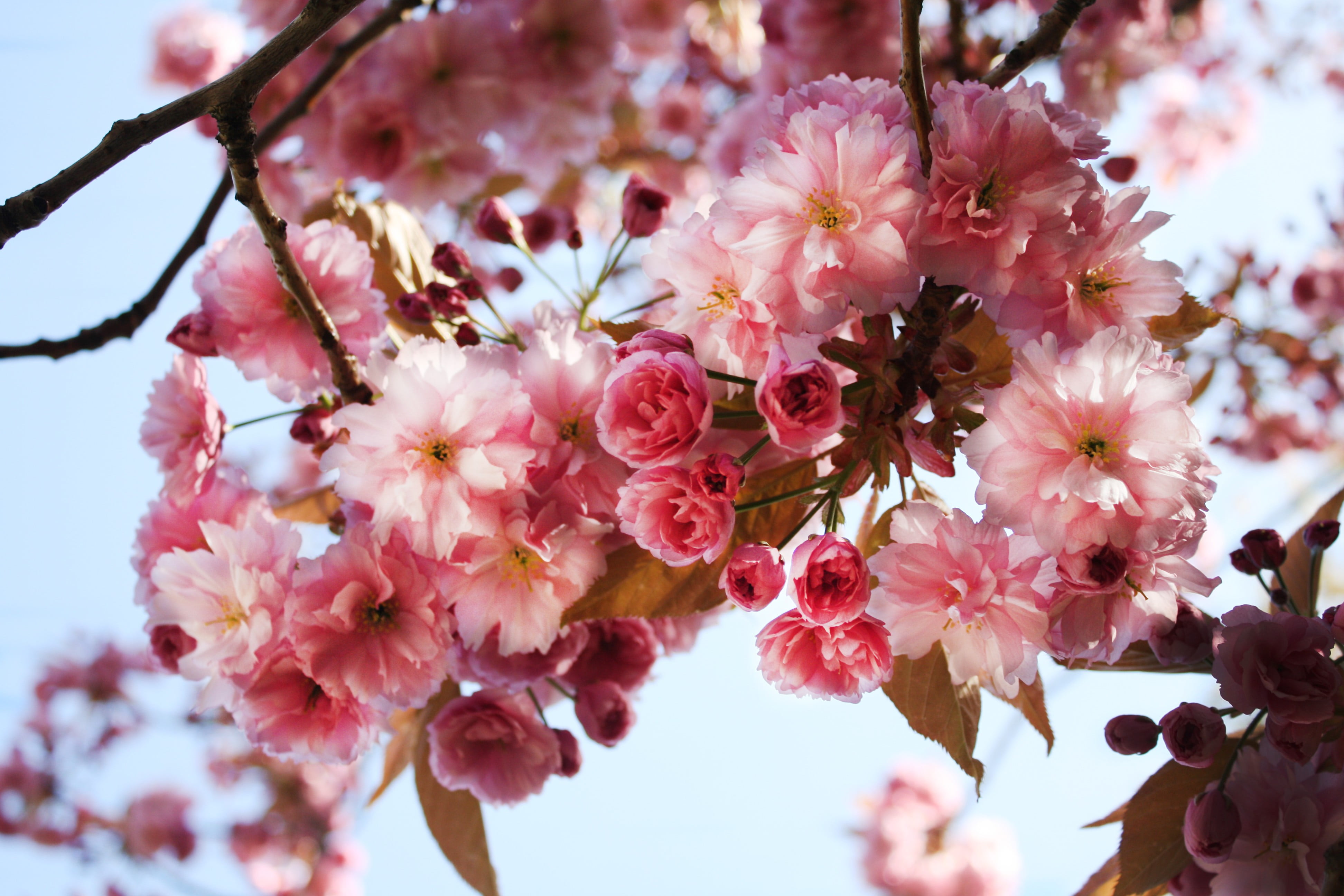 Ягоды сакуры. Естественные цветы. Сакура ягоды. Цветочки натуральные. Цветы натуральные фото.