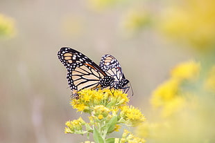 selective focus photography of two Monarch butterflies, goldenrod, kansas