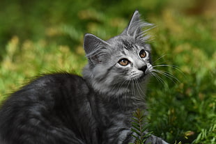 photo of gray Persian cat laying in green grass