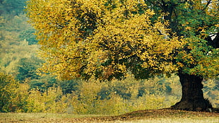yellow leafed tree, forest HD wallpaper
