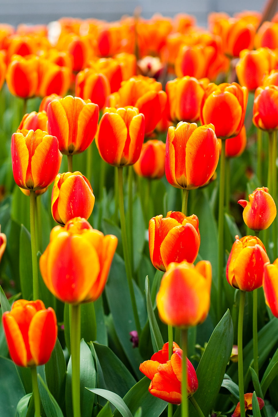 field of depth photography of red-and-yellow petaled flowers HD wallpaper