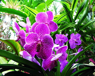 purple moth orchids in closeup photo