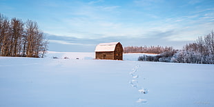footprings leading to brown cabin surrounded by snow-filled withered trees HD wallpaper