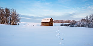 footprings leading to brown cabin surrounded by snow-filled withered trees
