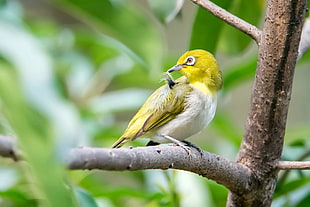 yellow and white bird on tree branch during daytime, japanese white-eye