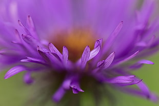 closeup photography of purple petaled flower, aster HD wallpaper