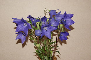 photography of blue flowers