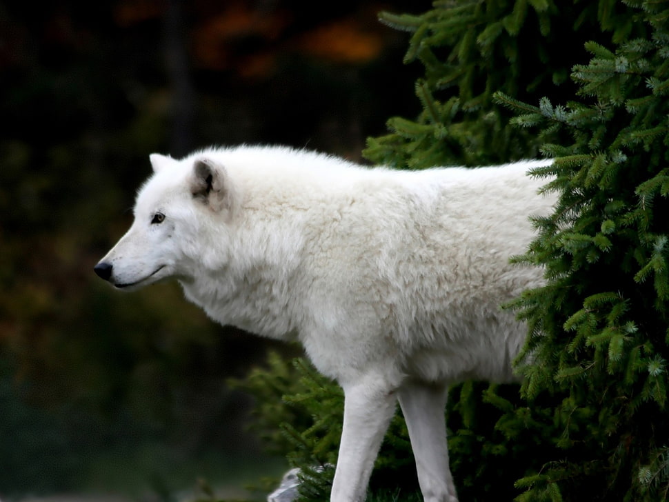 white American Eskimo near green pine trees HD wallpaper