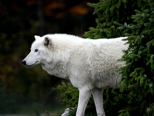 white American Eskimo near green pine trees