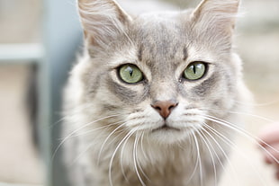 selective focus photography of long-furred gray cat