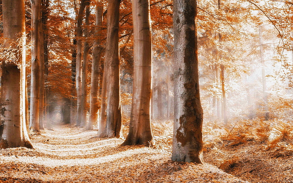pathway between trees, nature, trees, forest, fall HD wallpaper