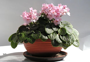 pink petaled flowers in vase
