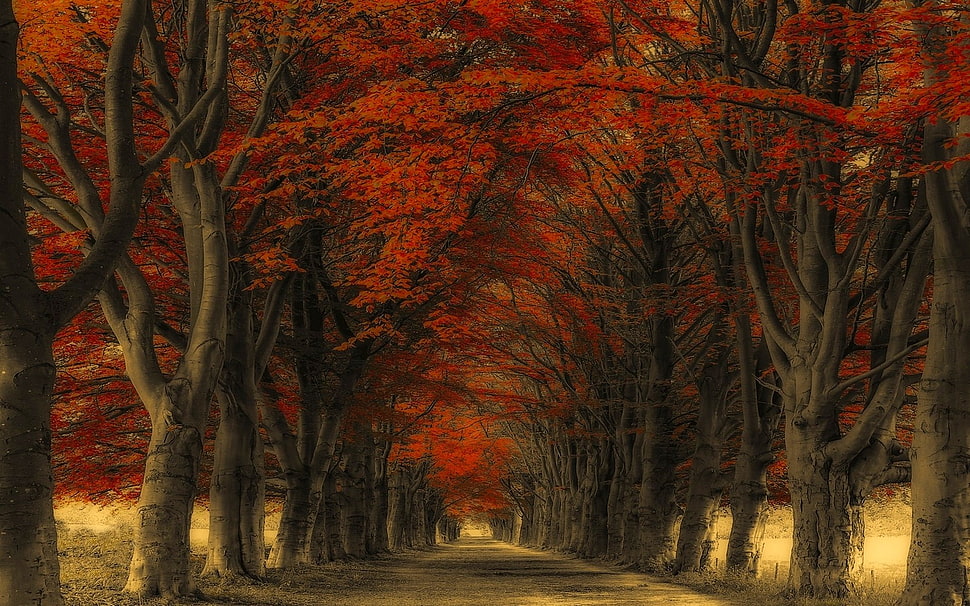 red leafed trees, nature, landscape, road, trees HD wallpaper