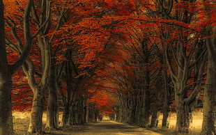 red leafed trees, nature, landscape, road, trees