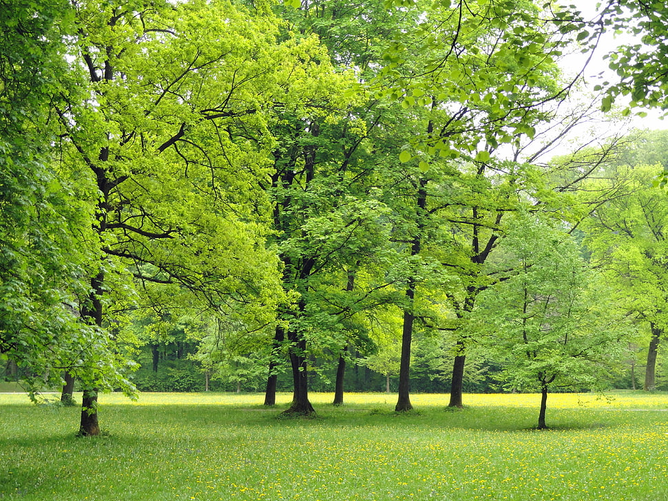green leafed tall tress on green grass field HD wallpaper