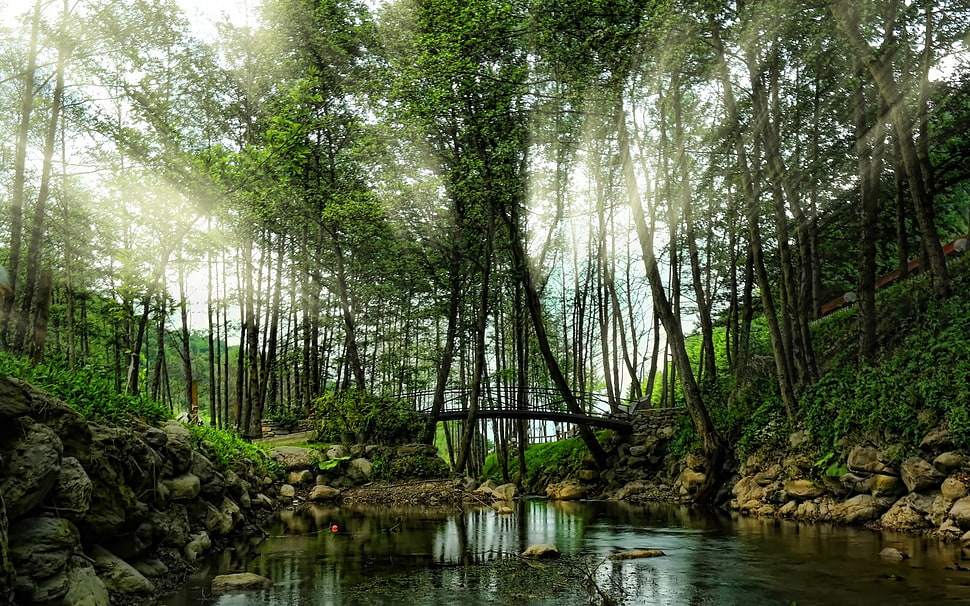 green leafed tree, nature, landscape, sun rays, river HD wallpaper