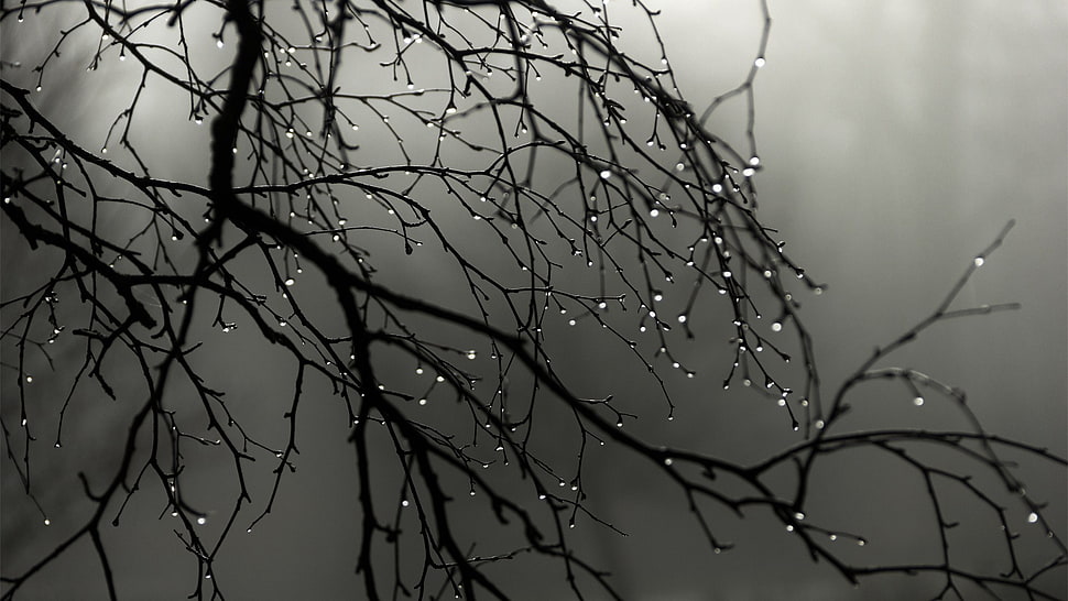 selective focus photography of plant, rain, nature, wood, landscape HD wallpaper