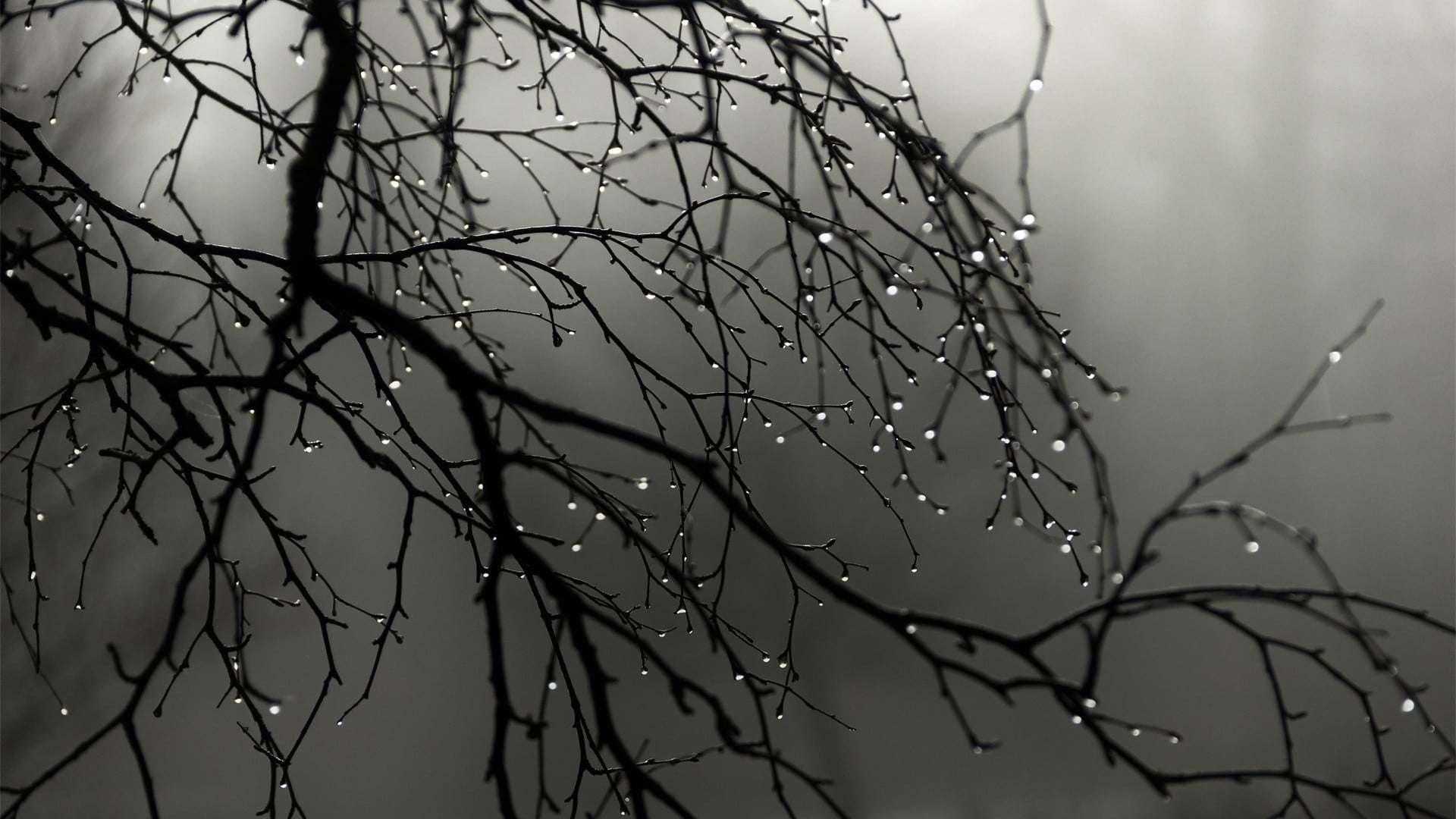 selective focus photography of plant, rain, nature, wood, landscape